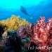 coral_soft_ni_h_0705_png1649.jpg